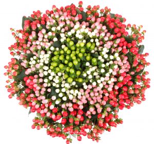 Hypericum Coco