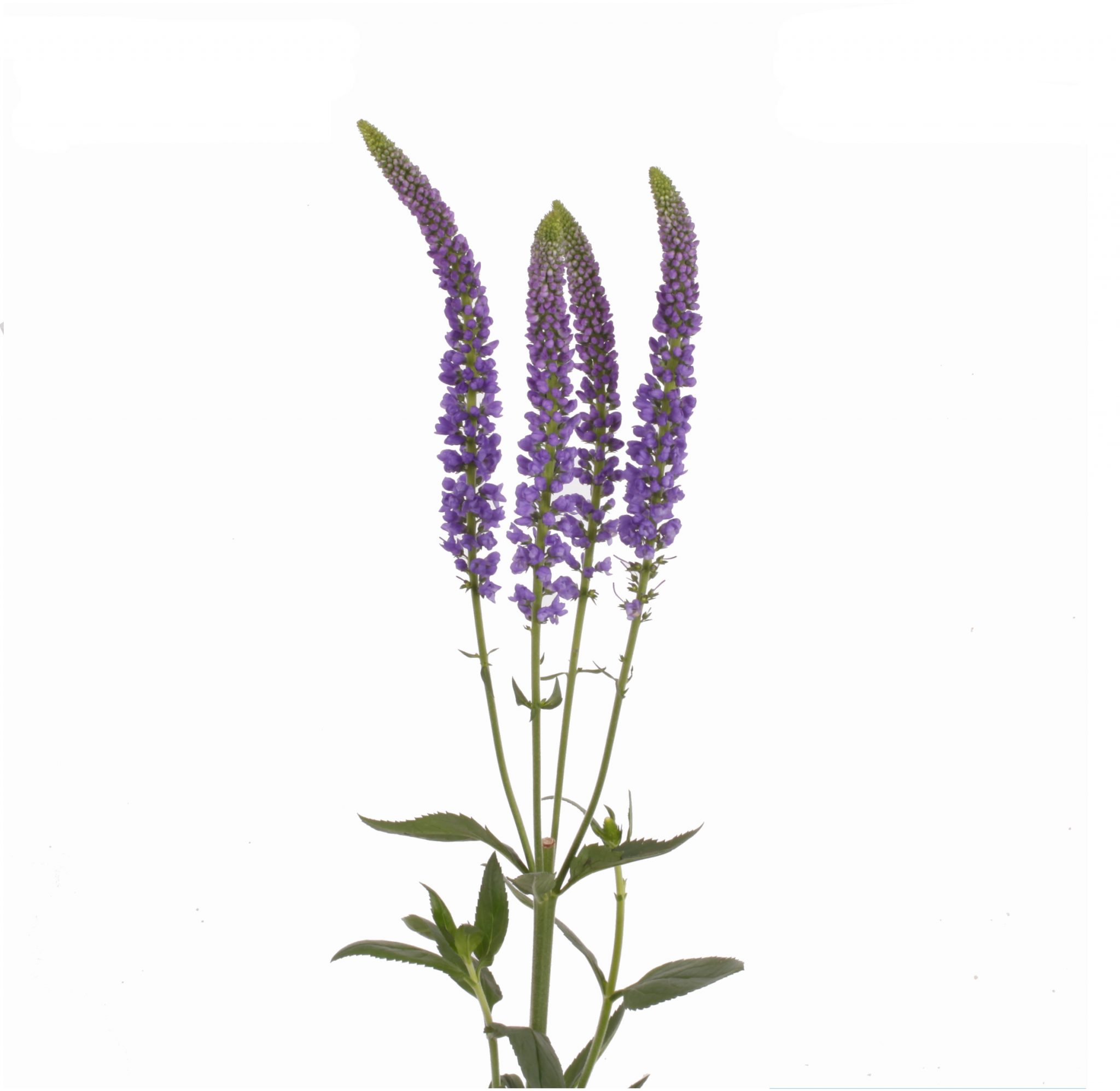 navy_sp_stem