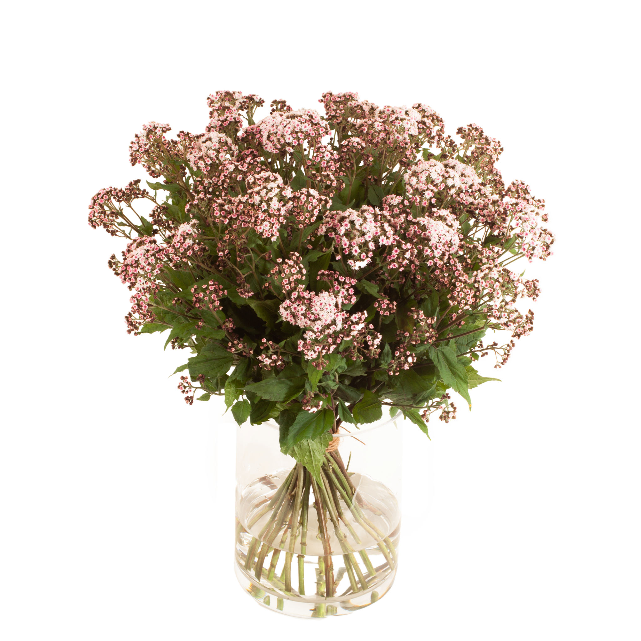 EUPATORIUM LUCKY PINK