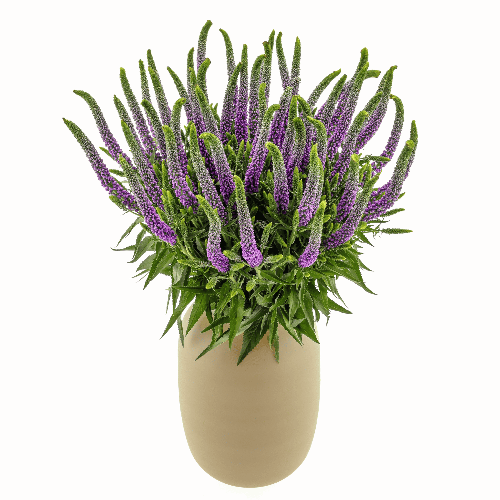 A stunning new Veronica, uniquely purple